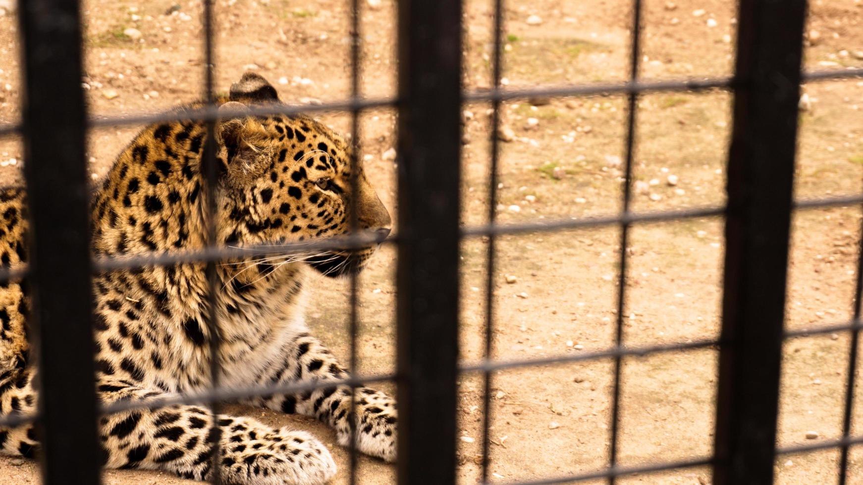 Culprits of '307' three leopards biting life imprisonment 13 in one and 7 FIRs in the other