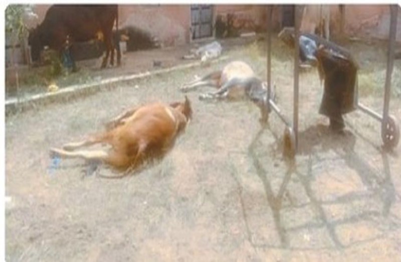 Lumpy virus: राजस्थान में यहां लंपी वायरस से 200 गायों की मौत