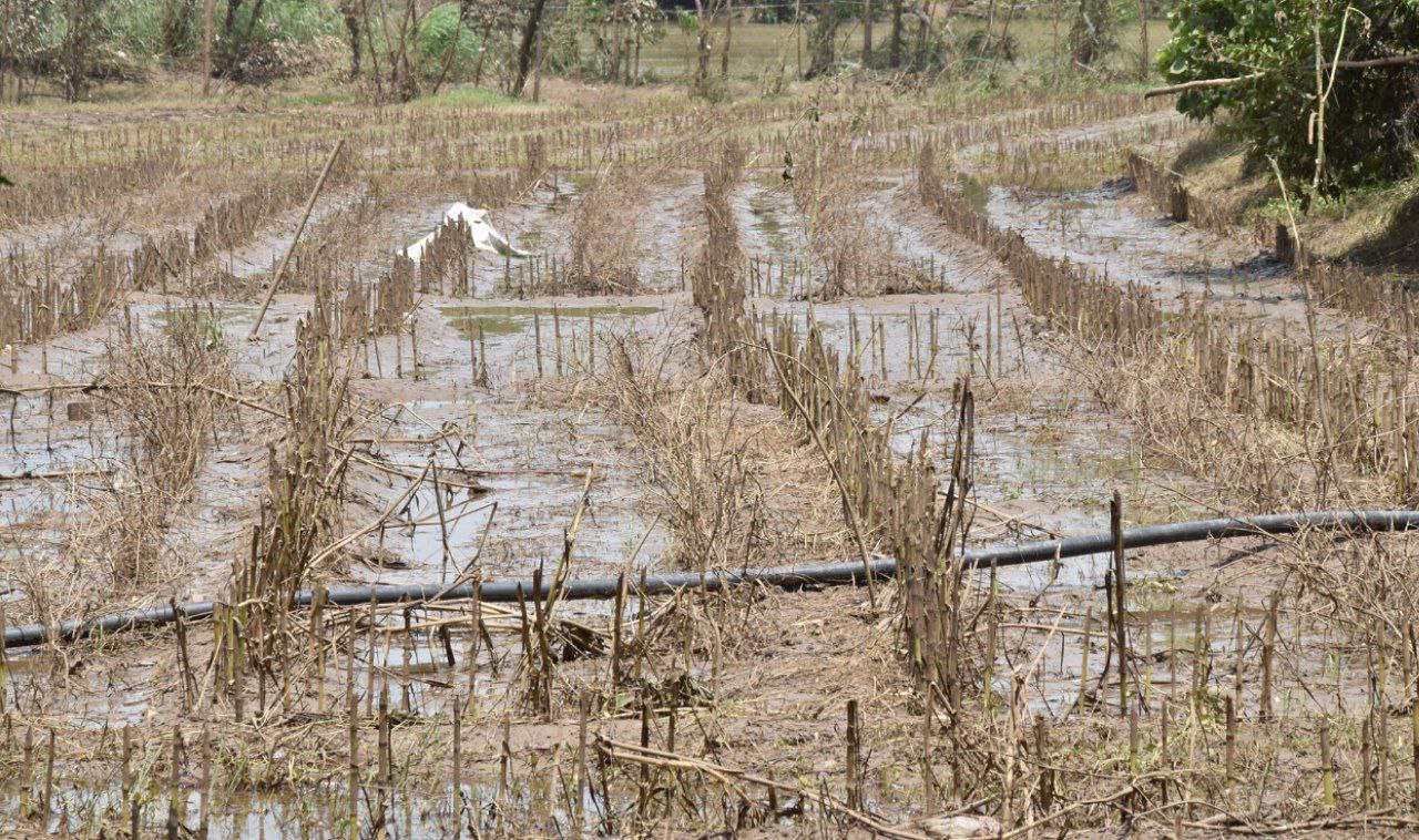फसल सहित खेत बहे, सोयाबीन फसल में 600 करोड़ खर्च कर चुके किसान
