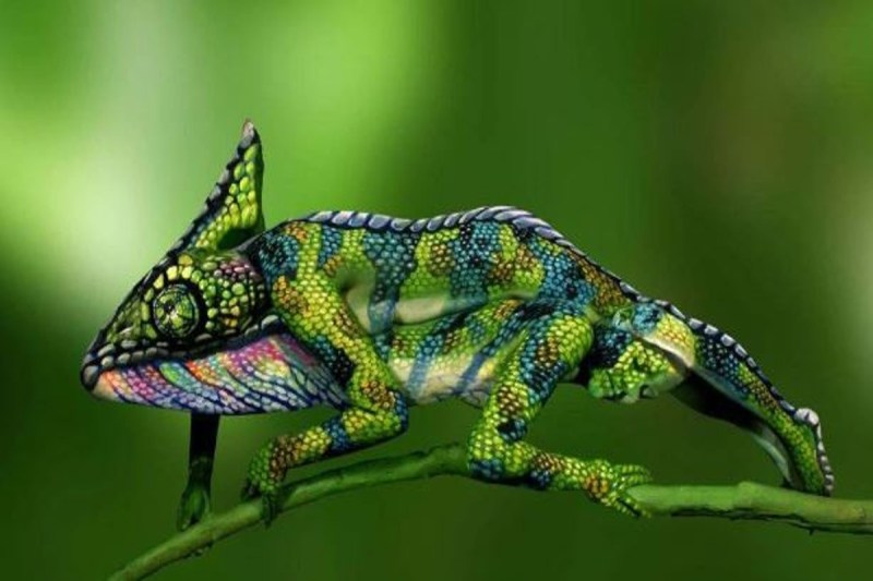 Optical Illusion Find Two Secrets In The Chameleon In 9 Seconds 