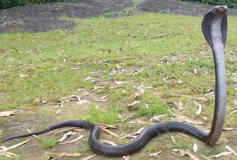 रहवासी कॉलोनी में आया कोबरा, पकड़कर जंगल में छोड़ा