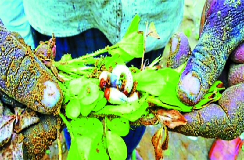 churu news- किसानों की मेहनत पर गोजा लट का दंश, मूंगफली की फसल हो रही चौपट