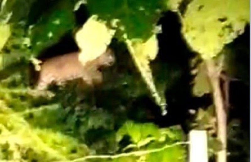 Gujarat Tiger महीसागर जिले में बाघ दिखने का वीडियो वायरल