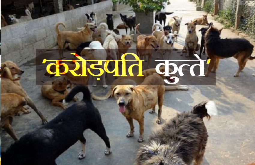 dogs
