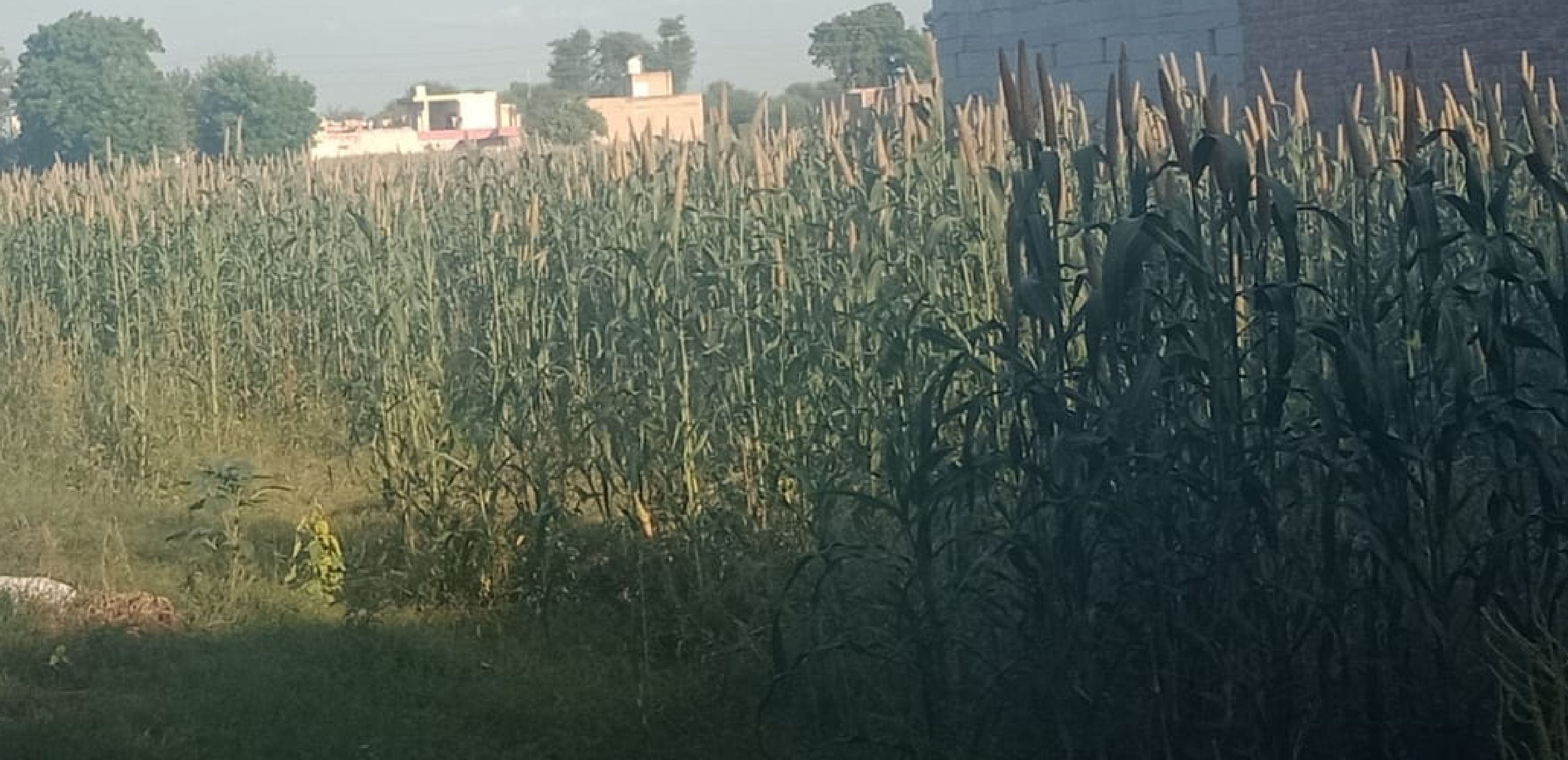 बाजरे की फसल कटाई