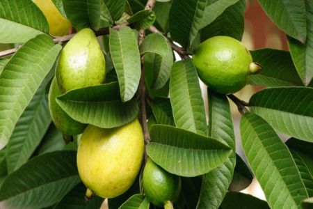 Guava Leaves Benefits: अमरूद ही नही, अमरूद की पत्तियों में छिपे हैं कई अनगिनत राज, पाचन को दुरुस्त बनाने में करता है मदद