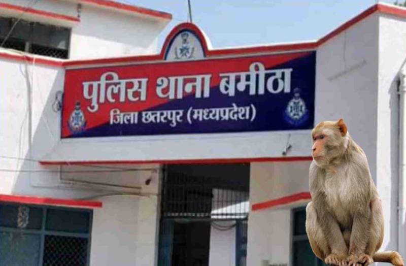 monkey_bamitha_chhatarpur.jpg