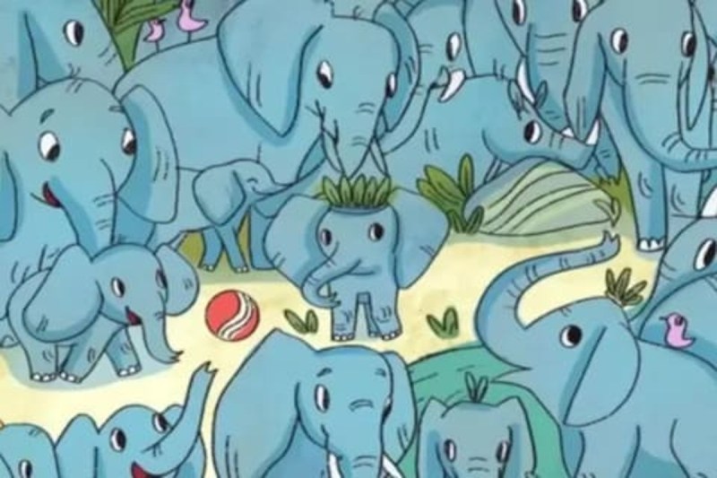 Optical Illusion Rhinoceros play Football Hiding Among The Herd Of Elephants 99 percent Fail To Find