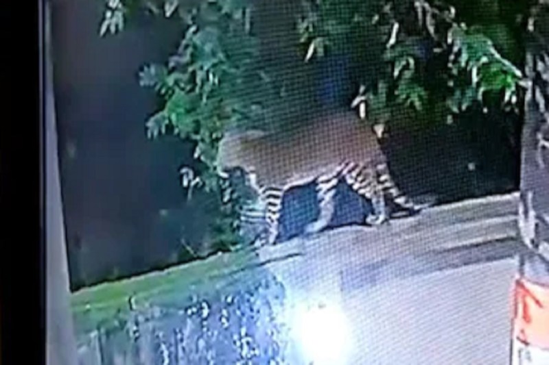 आखिर बार बार डीएम आवास में क्यों घुस रहा तेंदुआ, दहशत में कर्मचारी