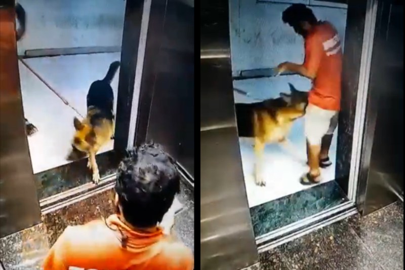 German Shepherd Dog Bite in Panvel