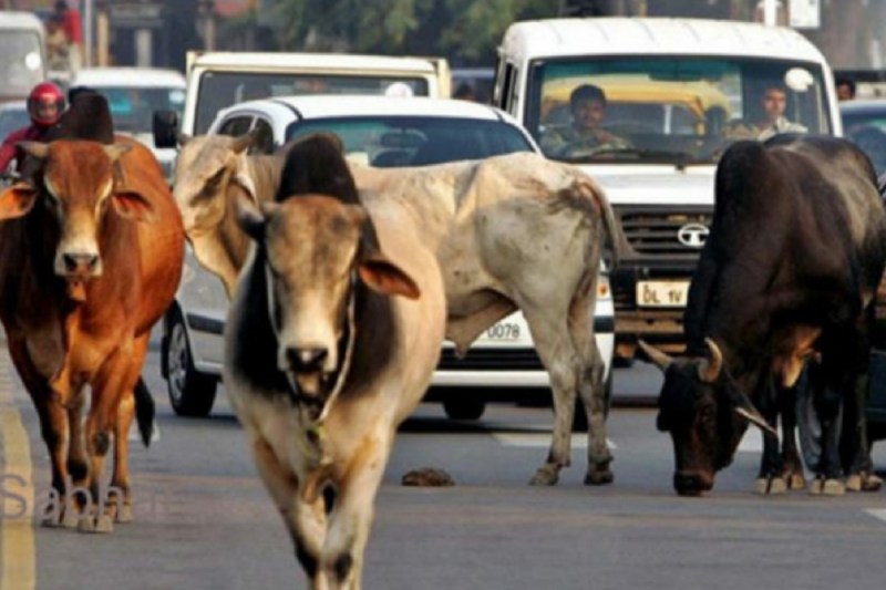 यूपी में अब नीलगाय और सांड ने टक्कर मारी तो मिलेगा मुआवजा