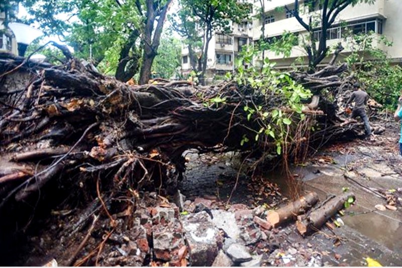 Thane Ganpati pandal Tree falls