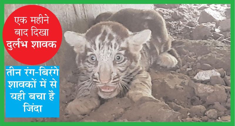 एक महीने बाद दिखा व्हाइट टाइगर रागिनी का दुर्लभ नन्हा शावक