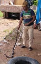 इस शख्स ने बचाई है एक हजार से अधिक सांपों की जान, जंगल में छोड़ा