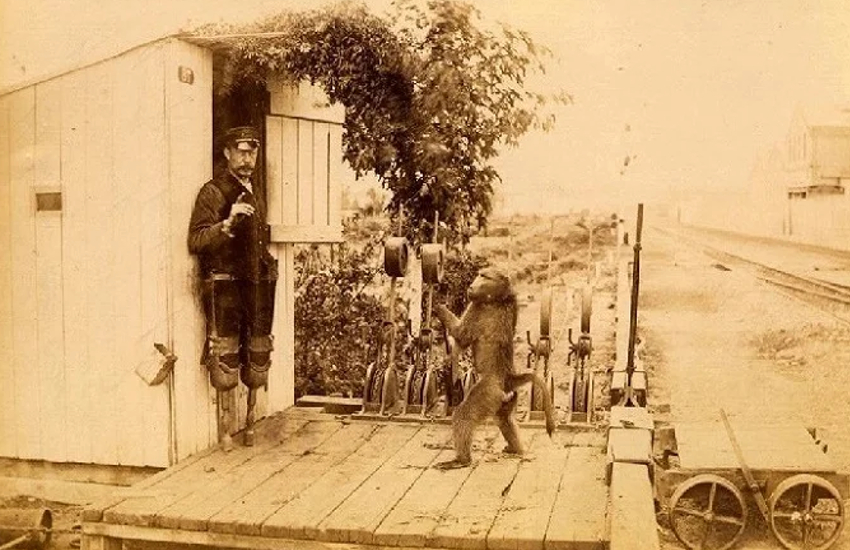 monkey got government job in railways