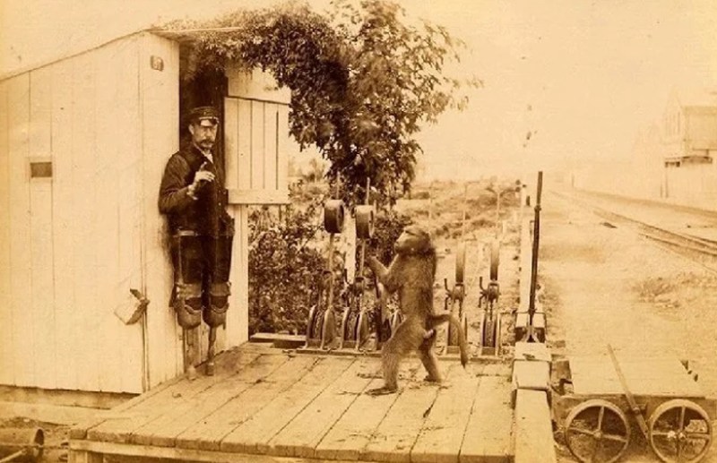 monkey got government job in railways