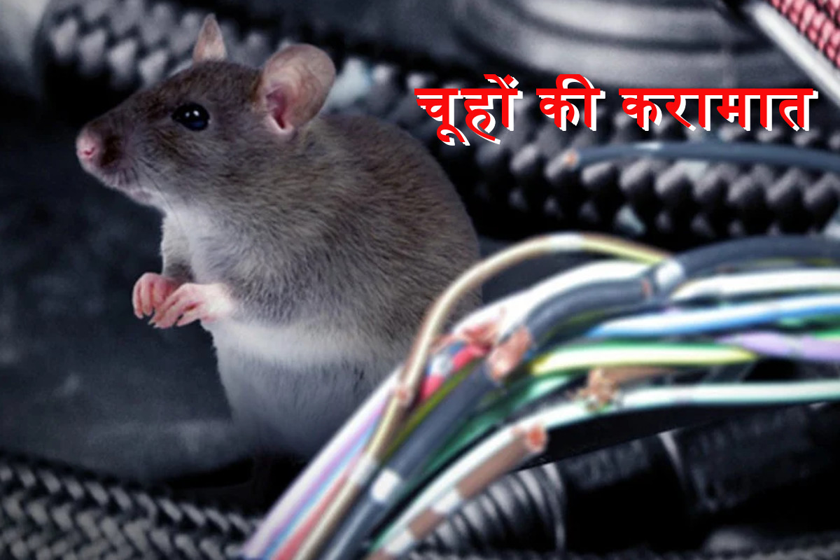 rats-entered-the-three-powerhouse-and-cut-electricity-wire-in-hapur.jpg
