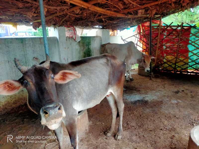 लंपी रोग फैलने की आशंका, पशु मेलों व हाट बाजार पर पाबंदी
