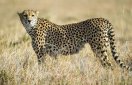 cheetah_1.jpg