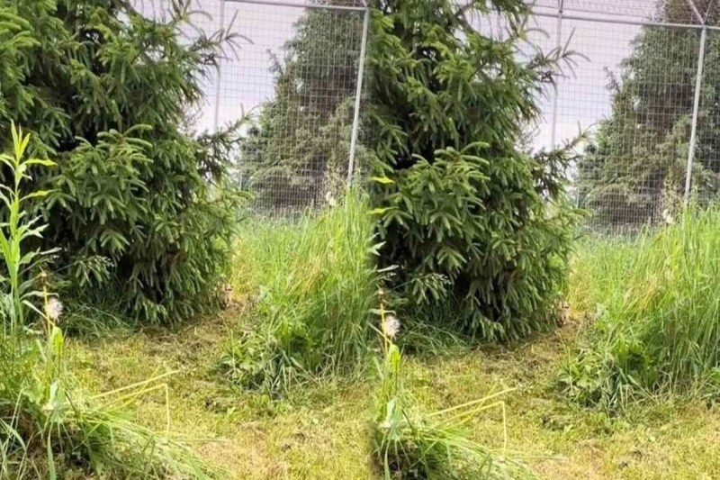 Optical Illusion Can You Spot Hidden Tiger In The Grass In Only Seven Seconds