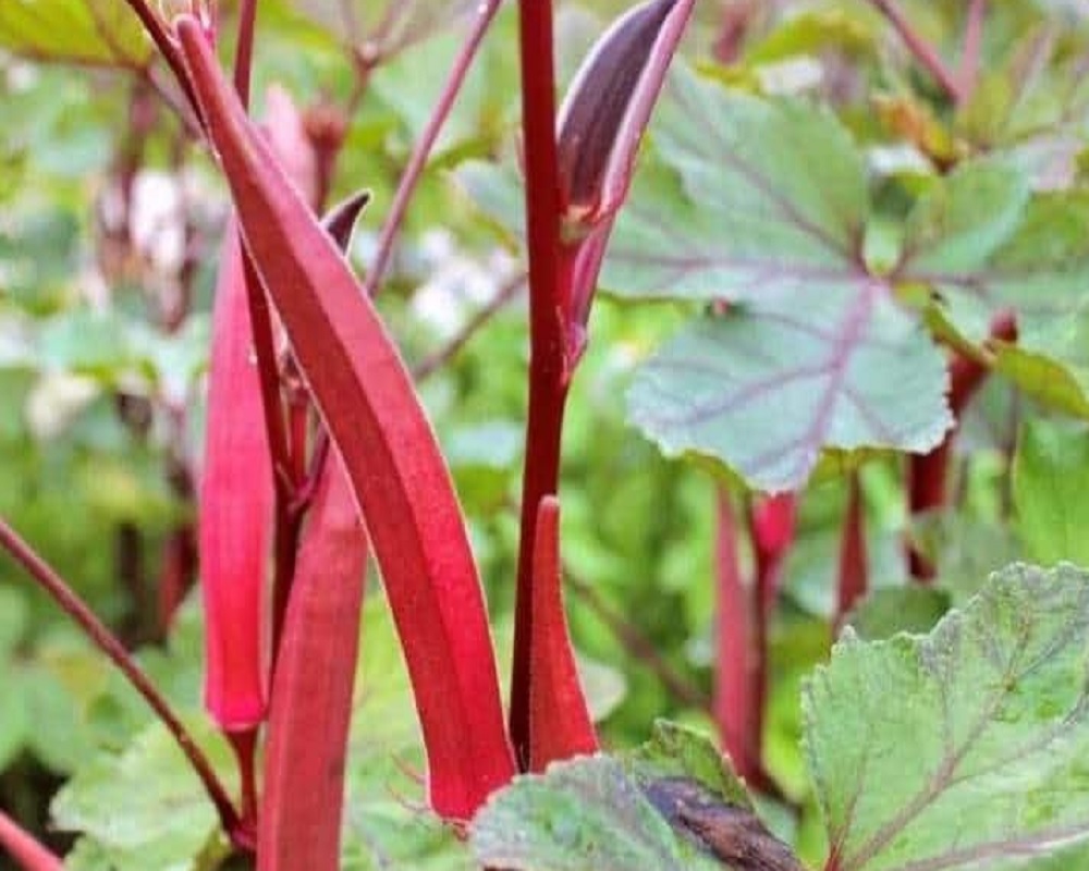 लाल भिंडी की खेती से किसान बन सकेंगे मालामाल, बाजार में इसका दाम जानकर चौंक जाएंगे