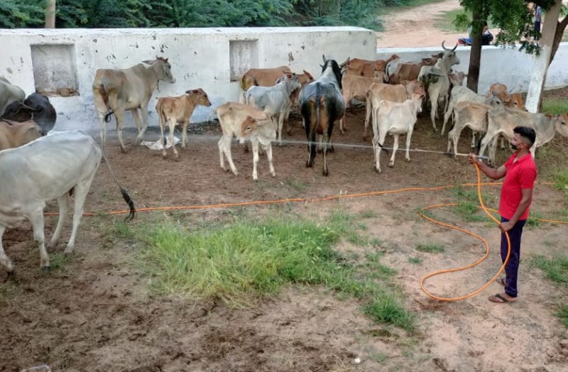 Rajasthan Lumpy Skin Disease: