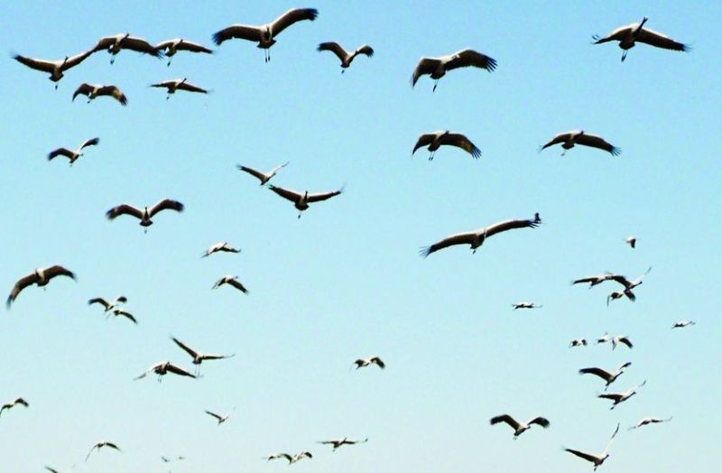 धौलपुर के आसमान में दिखा प्रेम और विरह का प्रतीक प्रवासी पक्षी कुरजां