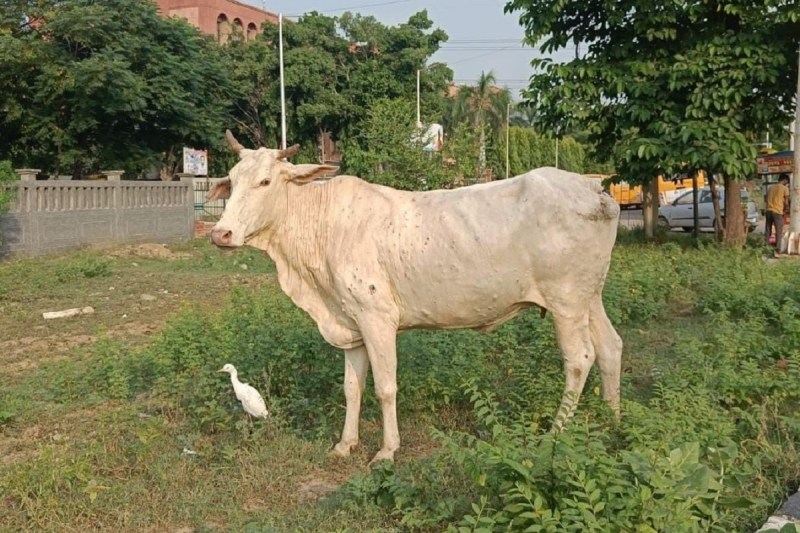lumpy_virus_infection_spread_in_123_cows_in_noida_village.jpg