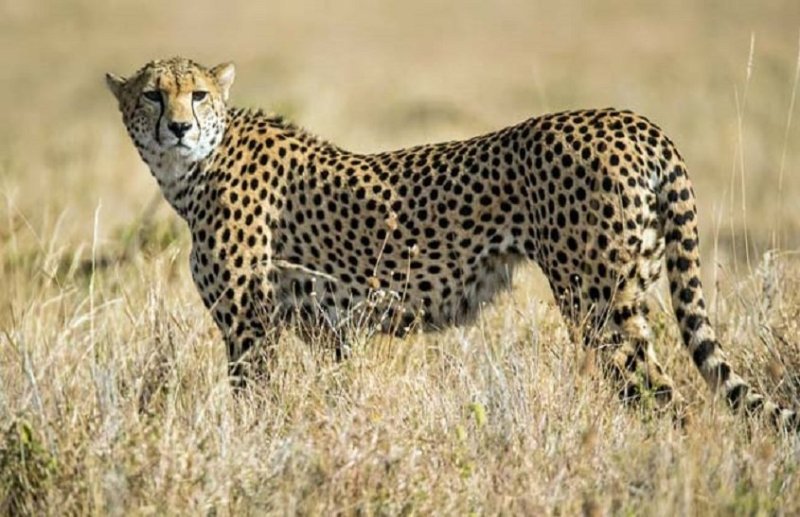 cheetah.jpg