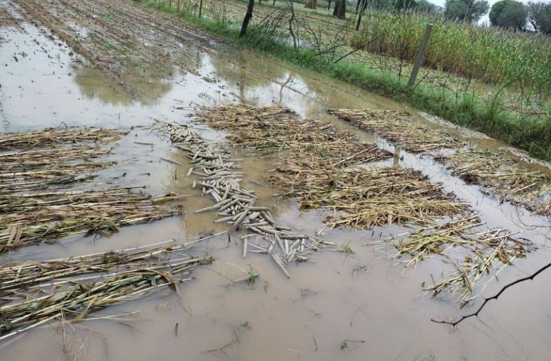 राजस्थान में यहां लगातार तीसरे दिन बारिश, खेतों में भरा पानी, बर्बाद हुई फसलें