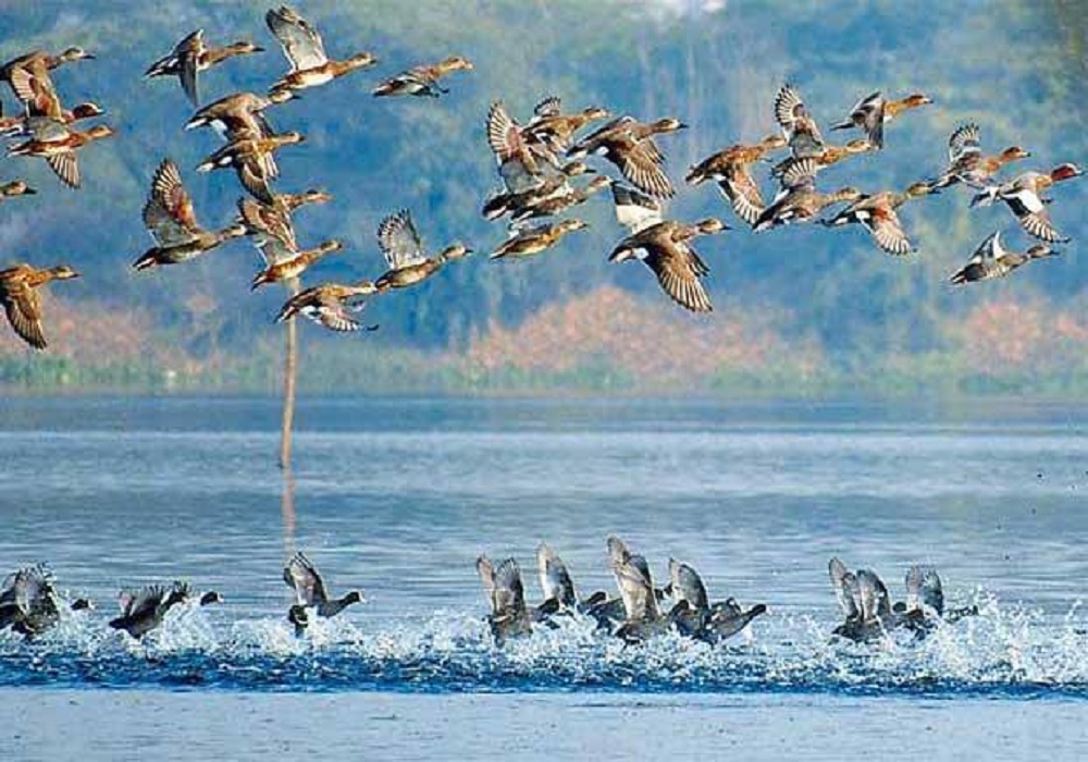 new_birds_will_be_entered_in_okhla_bird_sanctuary_in_noida.jpg
