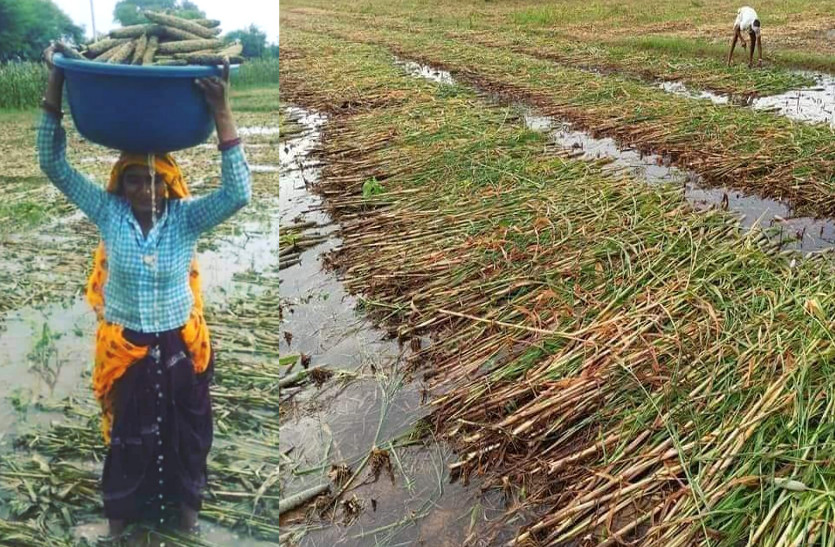 Crop Loss due to Heavy Rains In Rajasthan