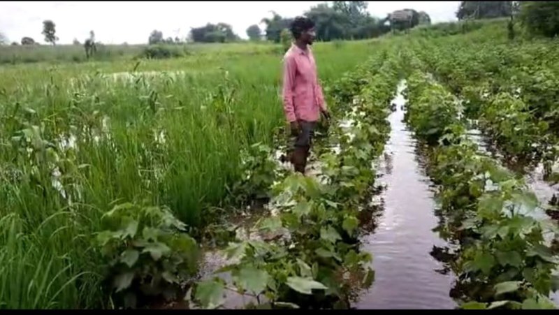 crops submerged in dam