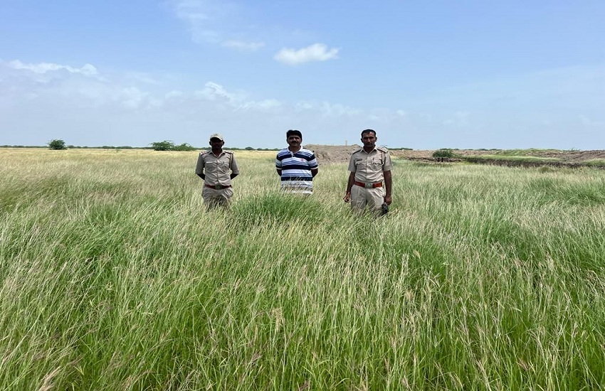 कच्छ में बन्नी घास के मैदान में एक साल में घास उत्पादन में 4.4 लाख किलो की वृद्धि