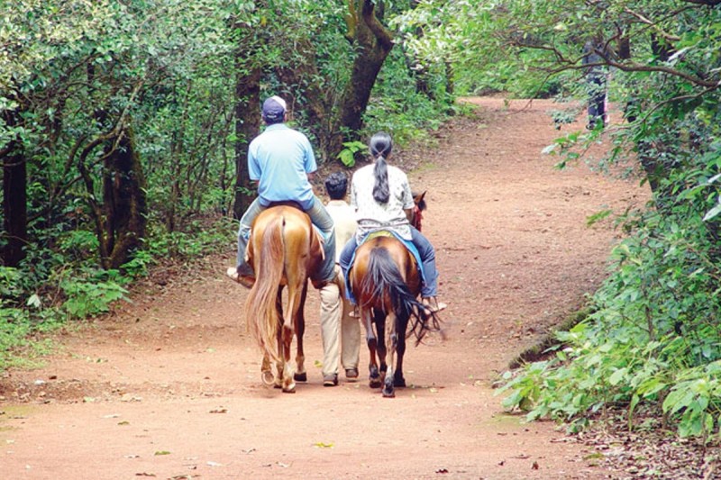 Matheran News Horse Death