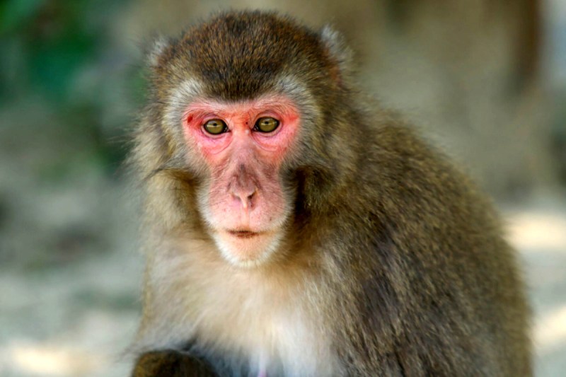 monkey_Death_in_Matheran