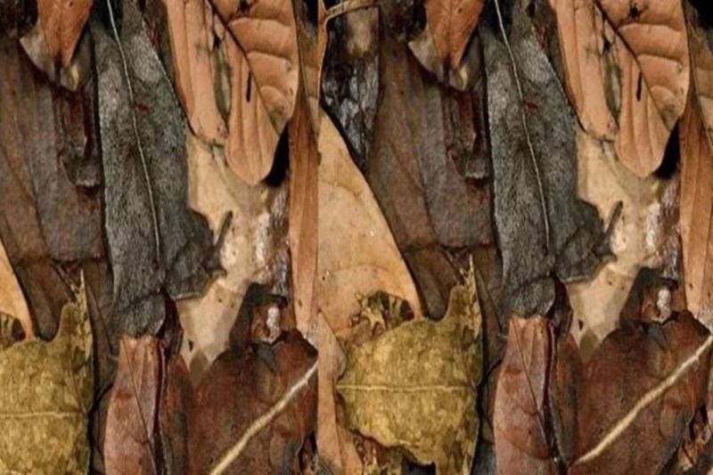 Optical Illusion Can You Find Three Hidden Animal In This Mind Testing Picture