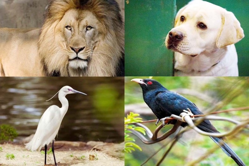 chanakya niti in hindi, acharya chanakya quotes in hindi, quotes of success, chanakya niti for success in life, lion, bagula, cuckoo, dog, शेर, कुत्ता, बगुला, कोयल, चाणक्य नीति के अनमोल वचन, चाणक्य नीति ज्ञान, 