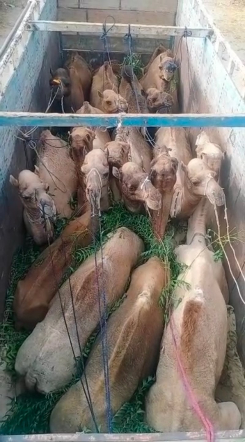 ट्रक में भरकर ले जा रहे 13 ऊंट बरामद, पांच आरोपी गिरफ्तार