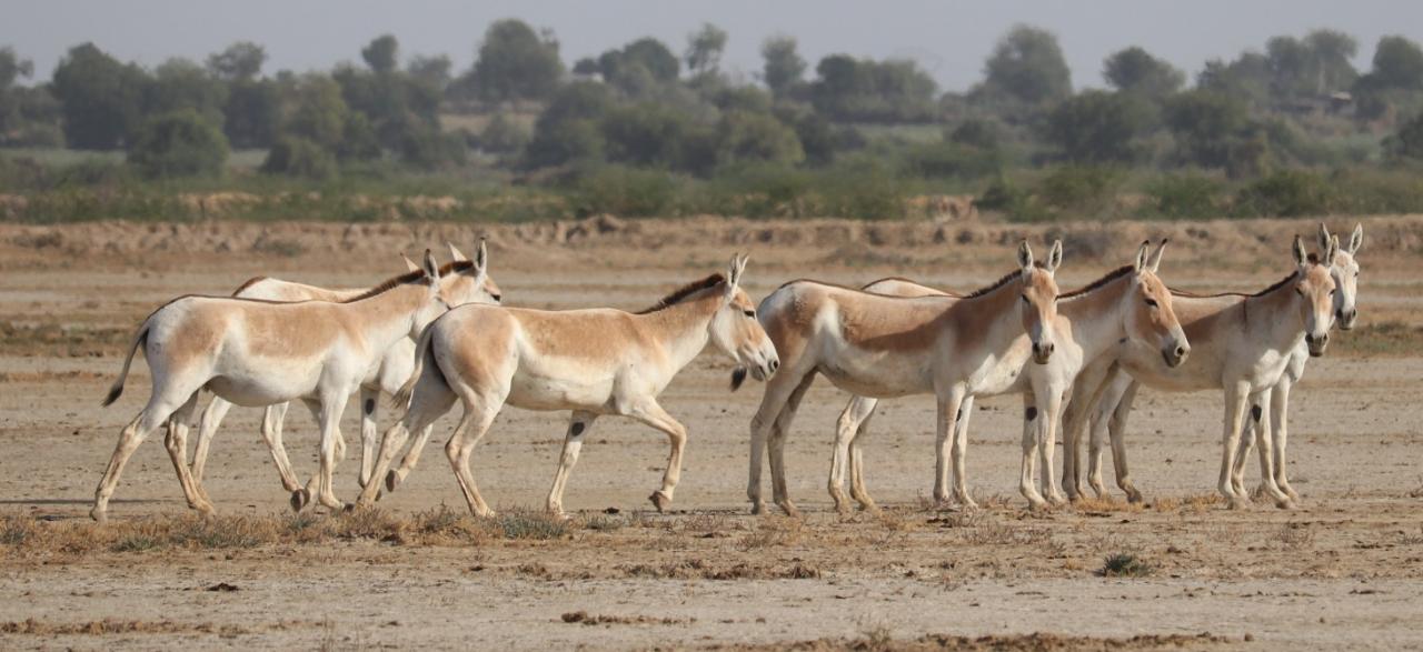 Rankhar forest जालोर के रणखार में जंगली गधों की दीपावली , 6 करोड़ खर्च की मंजूरी