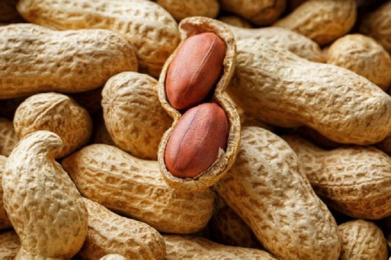 Groundnut Price : नई मूंगफली का श्रीगणेश, भावों में आएगी बड़ी गिरावट