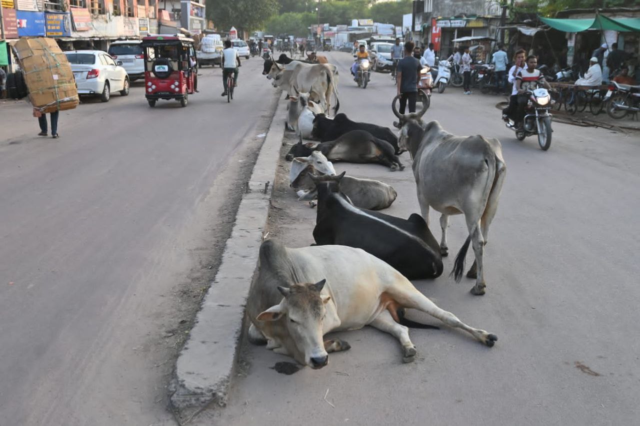मुख्य मार्गो पर बीच सड़क रहता है डेरा