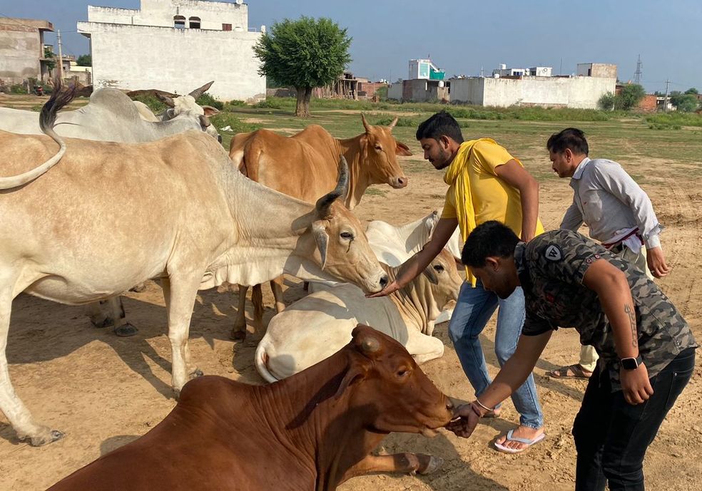 सामाजिक संगठन गायों को खिला रहे औषधीय लड्डू