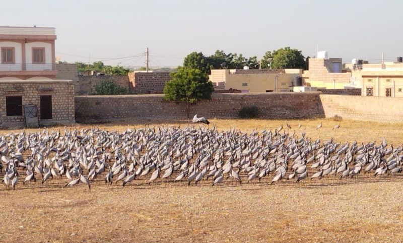 Kurjan Birds : थार में कुरजां का कलरव बढ़ा फिर भी नहीं चेता प्रशासन...पढ़े पूरी खबर