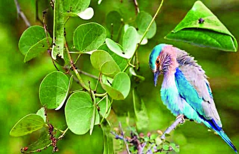 भाईचारा के परतीक ‘सोनपत्ती’