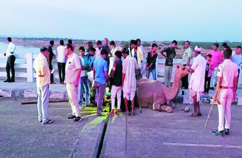 पुलिया के जॉइंट स्पॉन के बीच फंसे ऊंट के पैर, मशक्कत के बाद निकाले