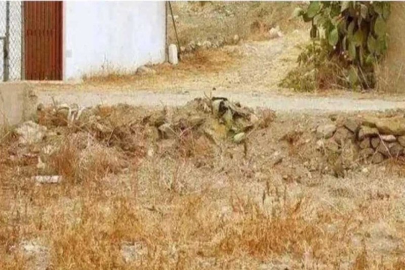 Optical Illusion A At Is Hidden In The Field You Must Find Out In Just 7 Seconds Call As Genius