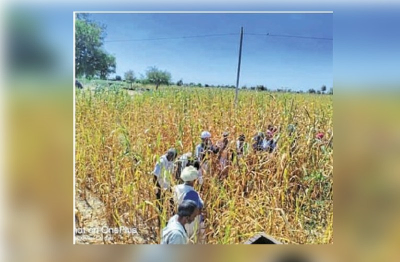 Unique tradition for harvesting crops in barmer