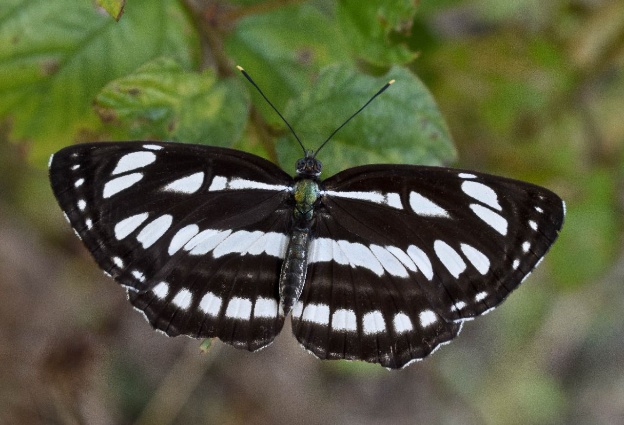 07_plus_butterfly_story2.jpg