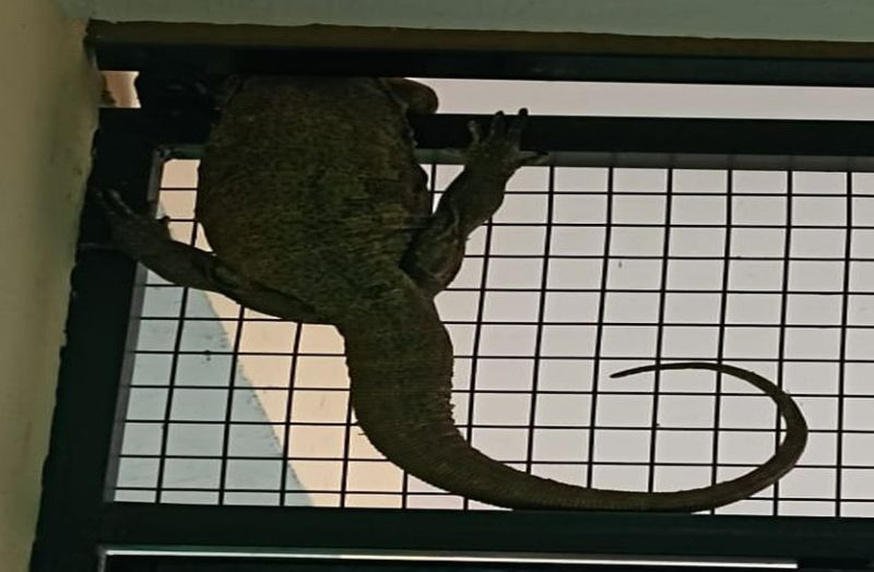 अस्पताल में घुसा जंगल वन्यजीव, मरीजों में मचा हड़कंप